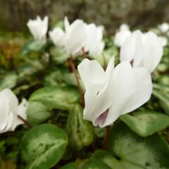 Brambořík břečťanolistý 'Silver Me White' - Cyclamen hederifolium 'Silver Me White'