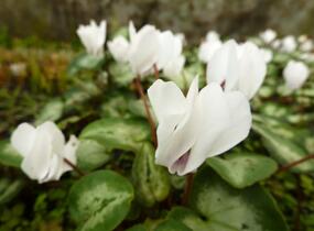 Brambořík břečťanolistý 'Silver Me White' - Cyclamen hederifolium 'Silver Me White'