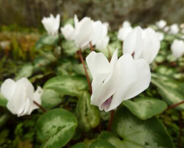 Brambořík břečťanolistý 'Silver Me White'