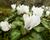 Brambořík břečťanolistý 'Silver Me White'