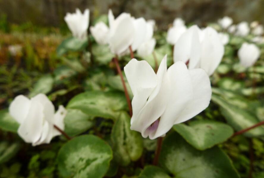 Brambořík břečťanolistý 'Silver Me White' - Cyclamen hederifolium 'Silver Me White'