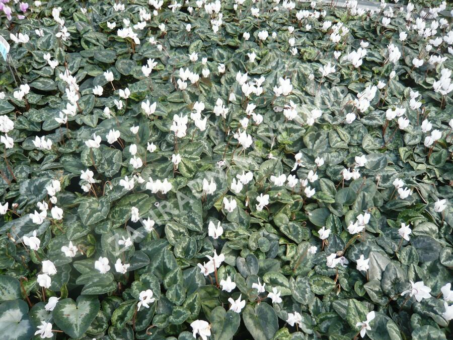 Brambořík břečťanolistý 'Silver Me White' - Cyclamen hederifolium 'Silver Me White'