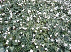 Brambořík břečťanolistý 'Silver Me White' - Cyclamen hederifolium 'Silver Me White'