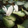 Brambořík břečťanolistý 'Silver Me White' - Cyclamen hederifolium 'Silver Me White'