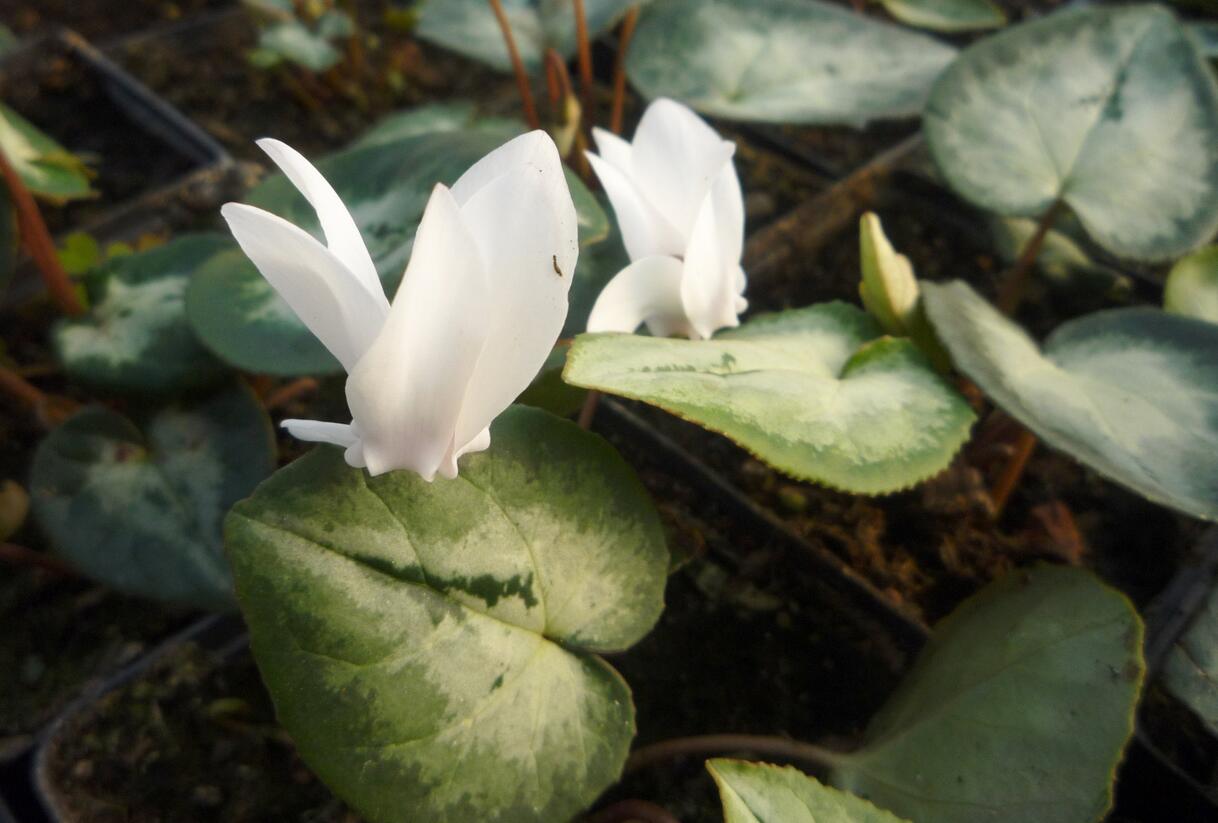 Brambořík břečťanolistý 'Silver Me White' - Cyclamen hederifolium 'Silver Me White'