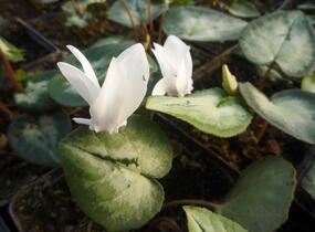 Brambořík břečťanolistý 'Silver Me White' - Cyclamen hederifolium 'Silver Me White'