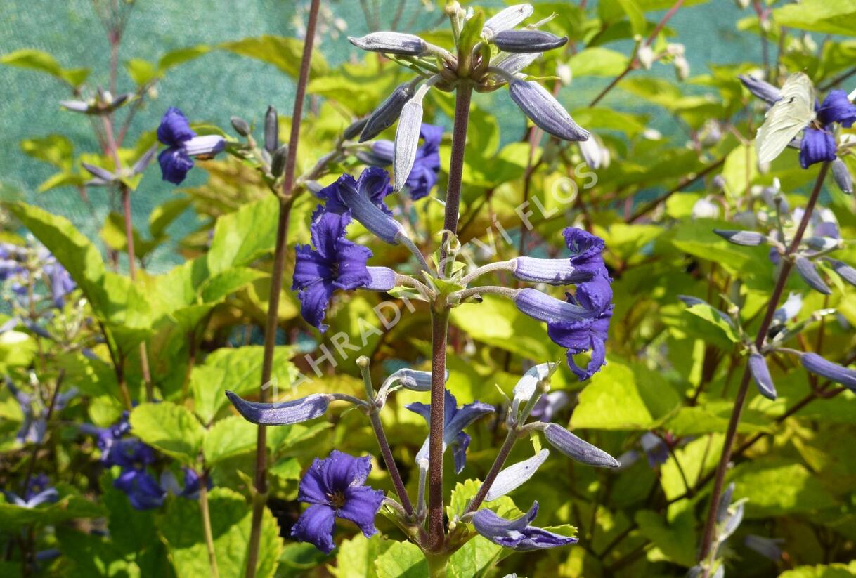 Plamének 'Cassandra' - Clematis heracleifolia 'Cassandra'