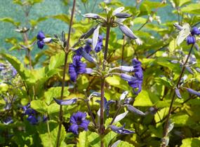 Plamének 'Cassandra' - Clematis heracleifolia 'Cassandra'