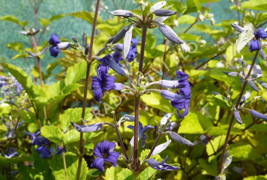 Plamének 'Cassandra' - Clematis heracleifolia 'Cassandra'