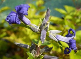 Plamének 'Cassandra' - Clematis heracleifolia 'Cassandra'