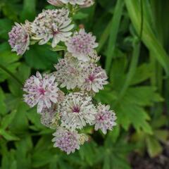 Jarmanka větší 'Sunningdale Variegata' - Astrantia major 'Sunningdale Variegata'
