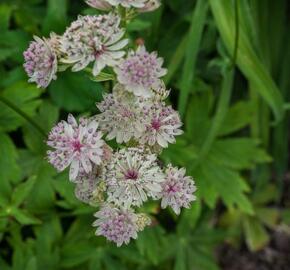 Jarmanka větší 'Sunningdale Variegata'