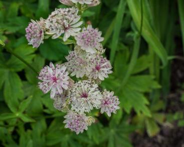 Jarmanka větší 'Sunningdale Variegata'