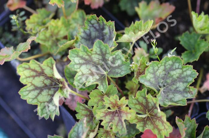 Dlužicha 'Green With Dark Vein' - Heuchera hybrid 'Green With Dark Vein'