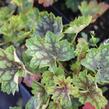 Dlužicha 'Green With Dark Vein' - Heuchera americana 'Green With Dark Vein'