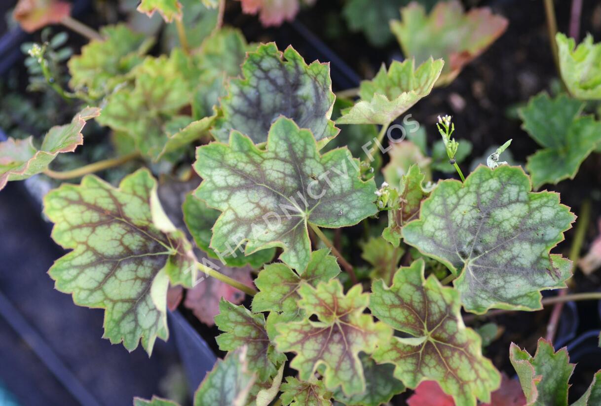 Dlužicha 'Green With Dark Vein' - Heuchera hybrid 'Green With Dark Vein'