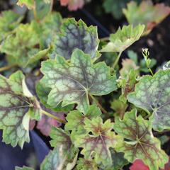 Dlužicha 'Green With Dark Vein' - Heuchera hybrid 'Green With Dark Vein'