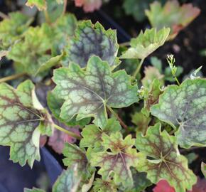 Dlužicha 'Green With Dark Vein' - Heuchera americana 'Green With Dark Vein'