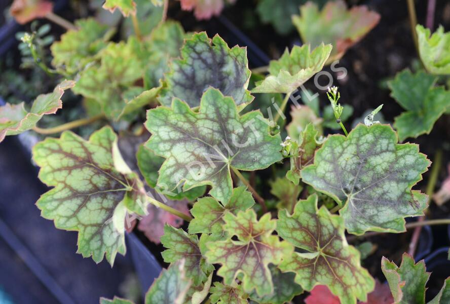 Dlužicha 'Green With Dark Vein' - Heuchera hybrid 'Green With Dark Vein'