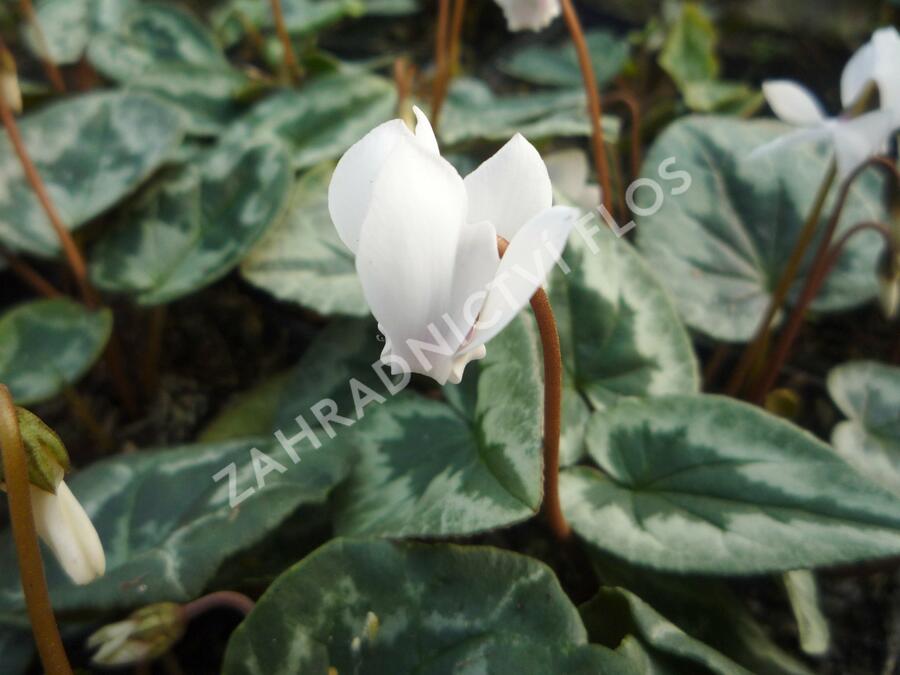 Brambořík břečťanolistý 'Amaze Me White' - Cyclamen hederifolium 'Amaze Me White'