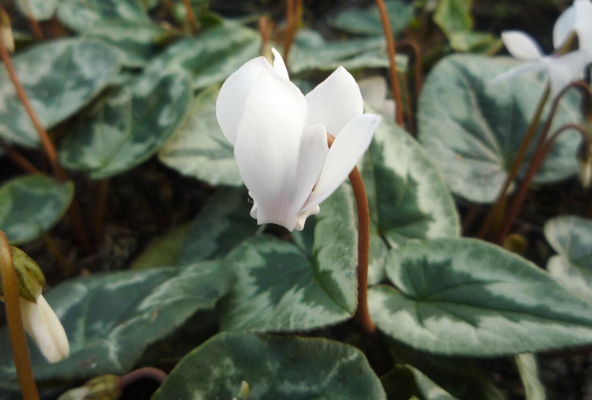 Brambořík břečťanolistý 'Amaze Me White' - Cyclamen hederifolium 'Amaze Me White'