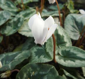 Brambořík břečťanolistý 'Amaze Me White' - Cyclamen hederifolium 'Amaze Me White'