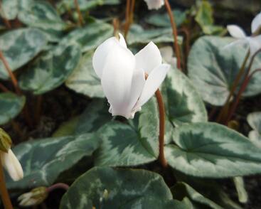 Brambořík břečťanolistý 'Amaze Me White'