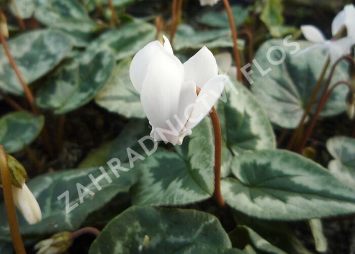 Brambořík břečťanolistý 'Amaze Me White' - Cyclamen hederifolium 'Amaze Me White'