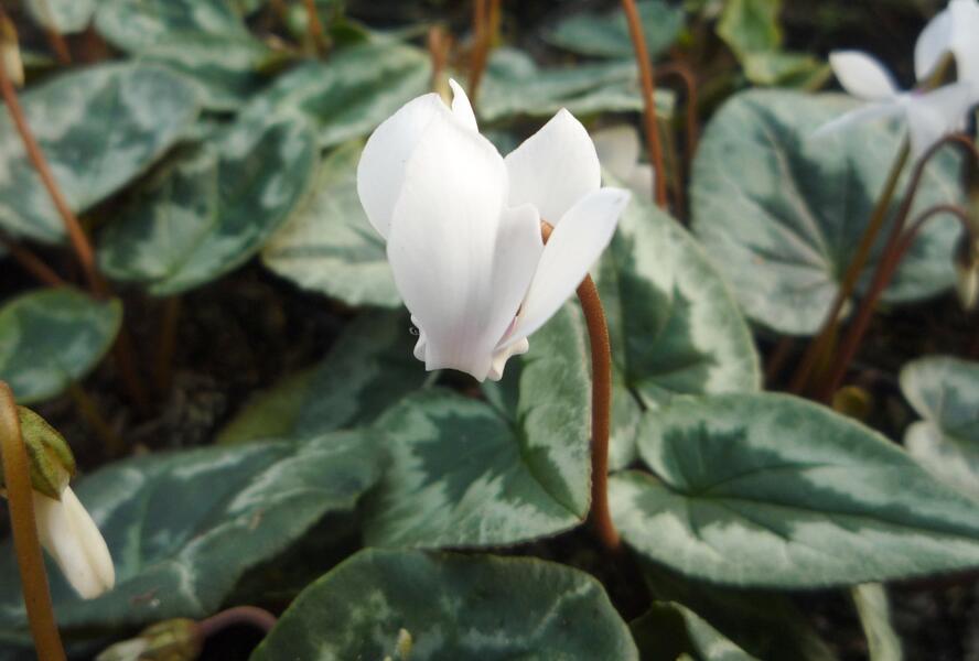 Brambořík břečťanolistý 'Amaze Me White' - Cyclamen hederifolium 'Amaze Me White'