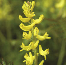 Dymnivka 'Manchu'