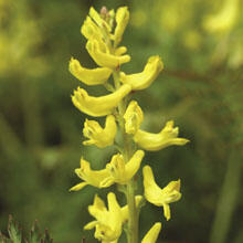 Dymnivka 'Manchu' - Corydalis cheilanthifolia 'Manchu'