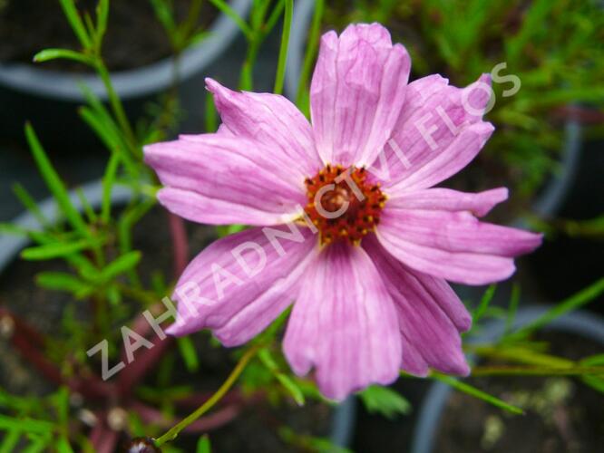 Krásnoočko 'Limerock Passion' - Coreopsis rosea 'Limerock Passion'