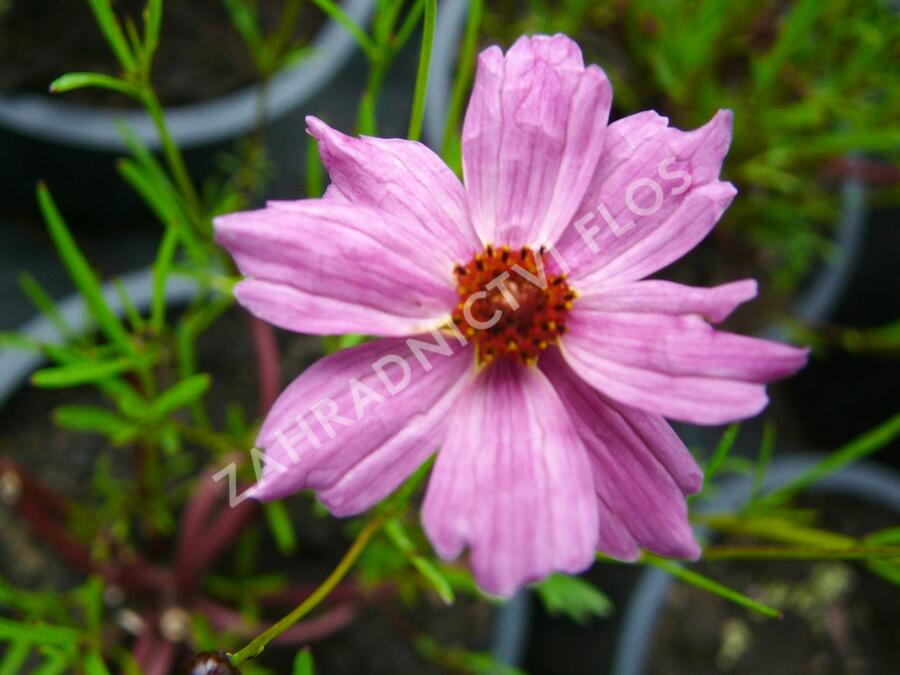 Krásnoočko 'Limerock Passion' - Coreopsis rosea 'Limerock Passion'