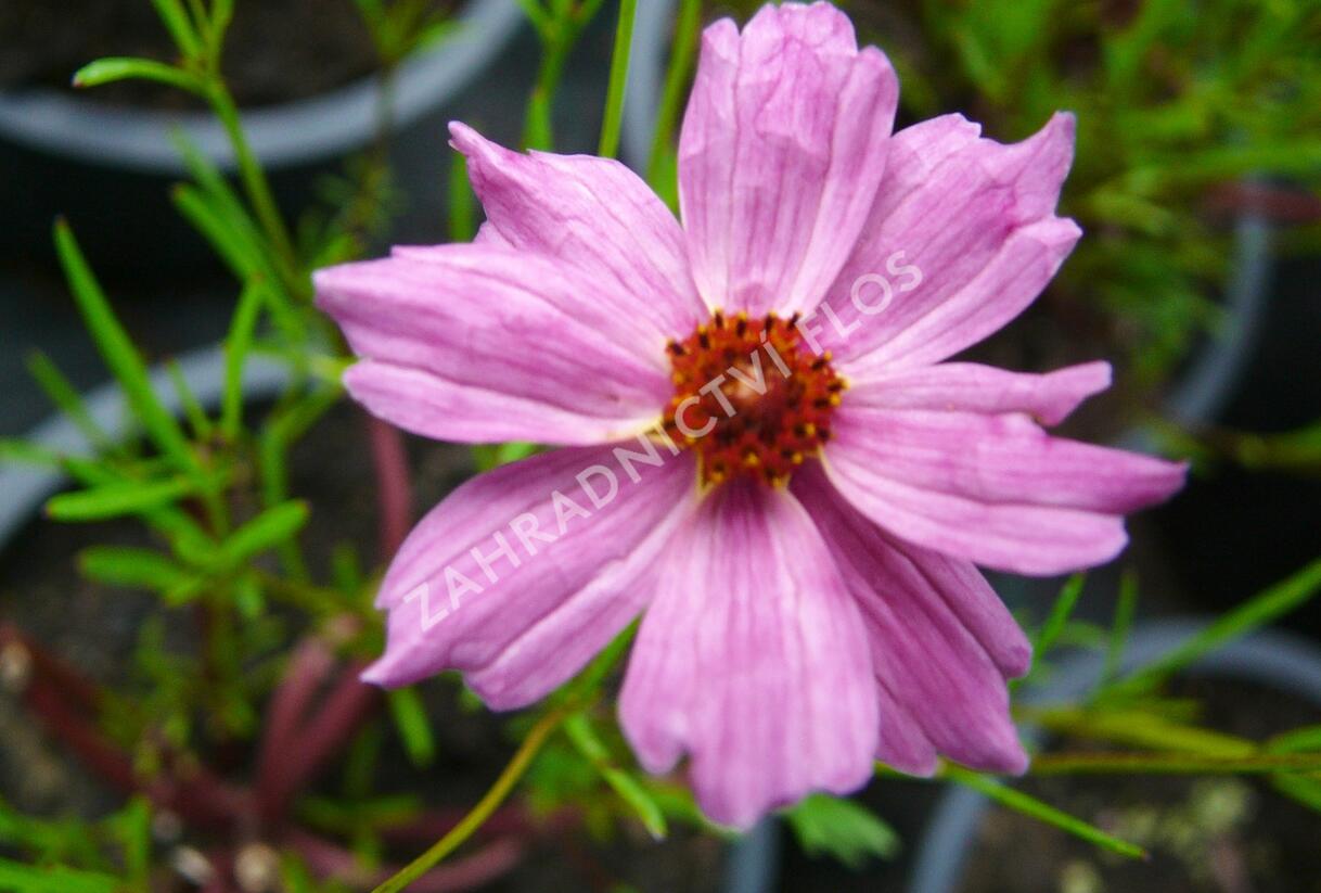 Krásnoočko 'Limerock Passion' - Coreopsis rosea 'Limerock Passion'