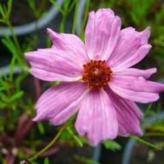 Krásnoočko 'Limerock Passion' - Coreopsis rosea 'Limerock Passion'