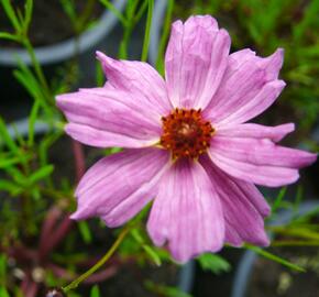 Krásnoočko 'Limerock Passion' - Coreopsis rosea 'Limerock Passion'