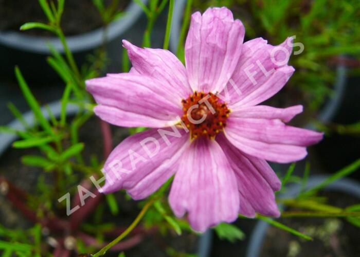 Krásnoočko 'Limerock Passion' - Coreopsis rosea 'Limerock Passion'