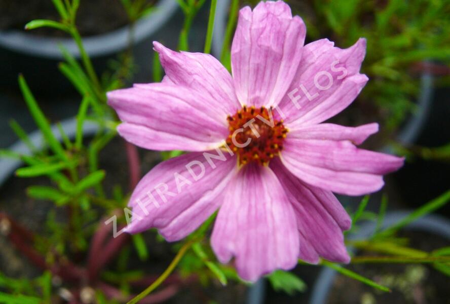 Krásnoočko 'Limerock Passion' - Coreopsis rosea 'Limerock Passion'