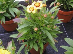 Krásnoočko velkokvěté 'Heliot' - Coreopsis grandiflora 'Heliot'