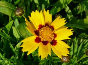 Krásnoočko velkokvěté 'Heliot' - Coreopsis grandiflora 'Heliot'