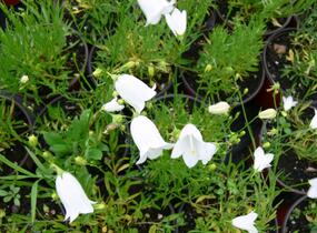 Zvonek okrouhlolistý 'Thumbell White' - Campanula rotundifolia 'Thumbell White'