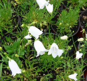 Zvonek okrouhlolistý 'Thumbell White'