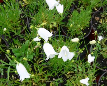 Zvonek okrouhlolistý 'Thumbell White'