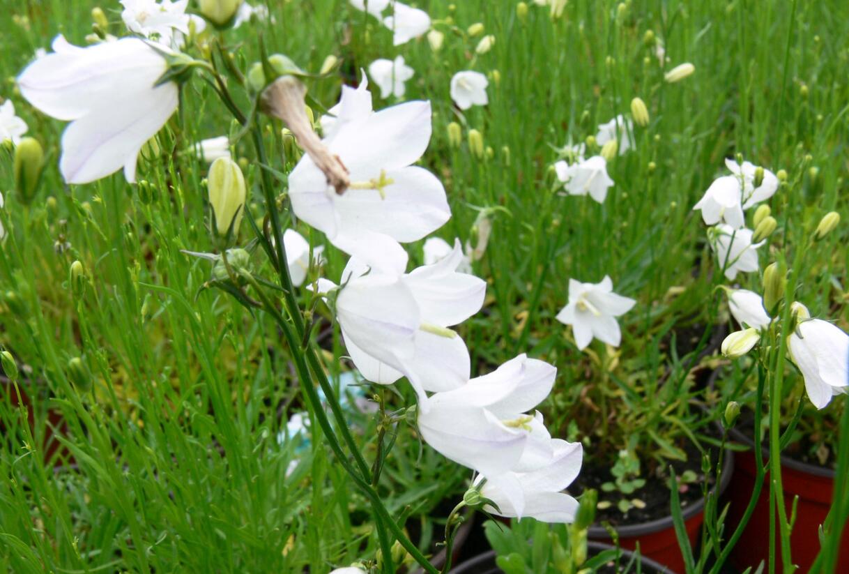 Zvonek okrouhlolistý 'Thumbell White' - Campanula rotundifolia 'Thumbell White'