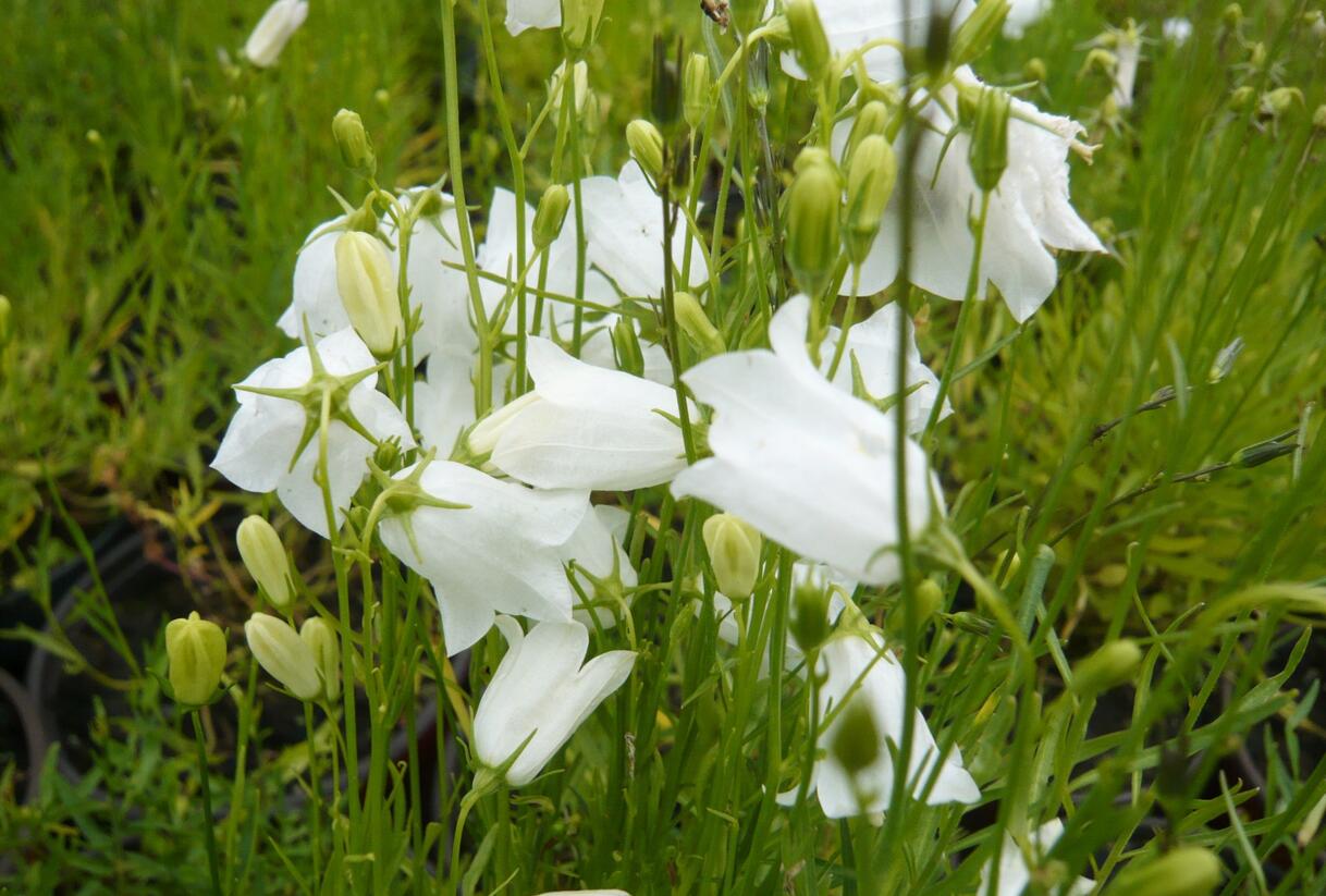 Zvonek okrouhlolistý 'Thumbell White' - Campanula rotundifolia 'Thumbell White'