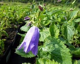 Zvonek tečkovaný 'Kent Belle'