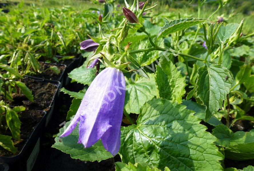 Zvonek tečkovaný 'Kent Belle' - Campanula punctata 'Kent Belle'