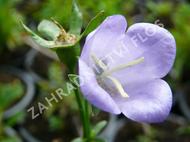 Zvonek broskvolistý 'Coerulea' - Campanula persicifolia 'Coerulea'