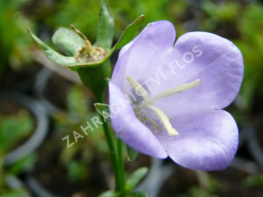 Zvonek broskvolistý 'Coerulea' - Campanula persicifolia 'Coerulea'