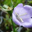 Zvonek broskvolistý 'Coerulea' - Campanula persicifolia 'Coerulea'